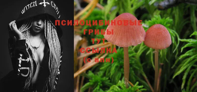 Псилоцибиновые грибы MAGIC MUSHROOMS  где продают   Белоярский 